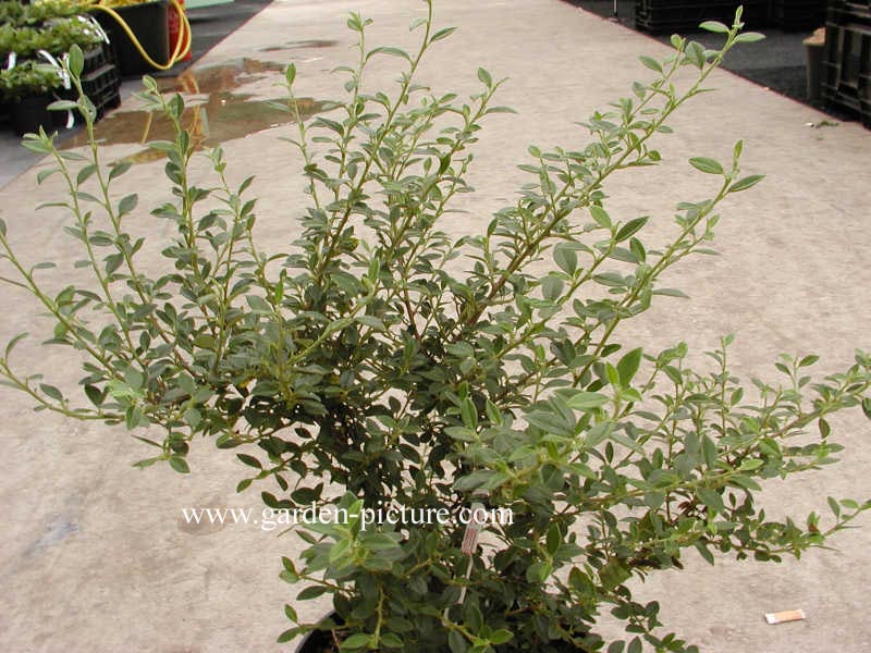 Cotoneaster 'Belka' (SAPHYR GREEN)