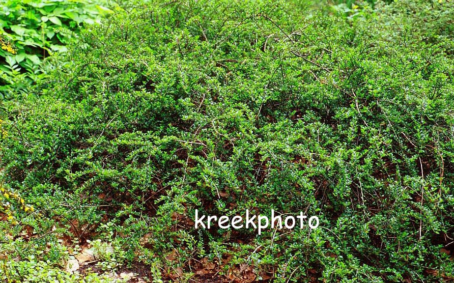 Cotoneaster adpressus