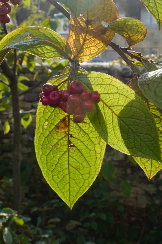 Cotoneaster bullatus var. macrophyllus
