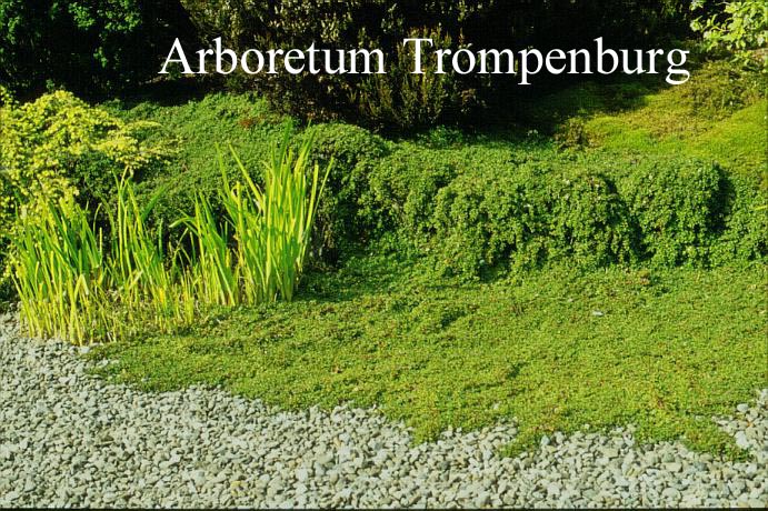 Cotoneaster congestus