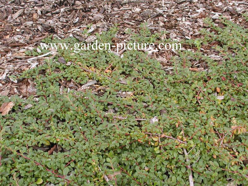 Cotoneaster dammeri 'Mooncreeper'