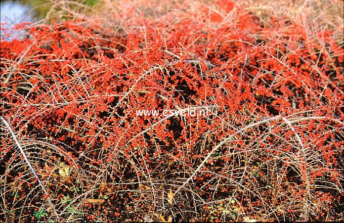 Cotoneaster hjelmqvistii