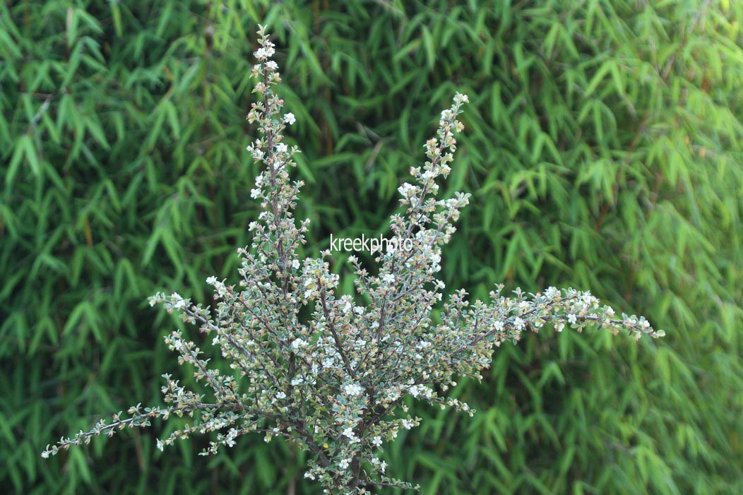 Cotoneaster lidjiangensis