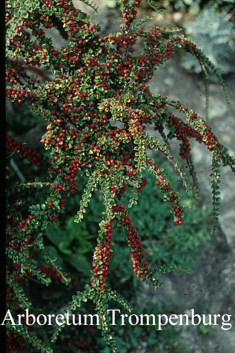 Cotoneaster nanshan