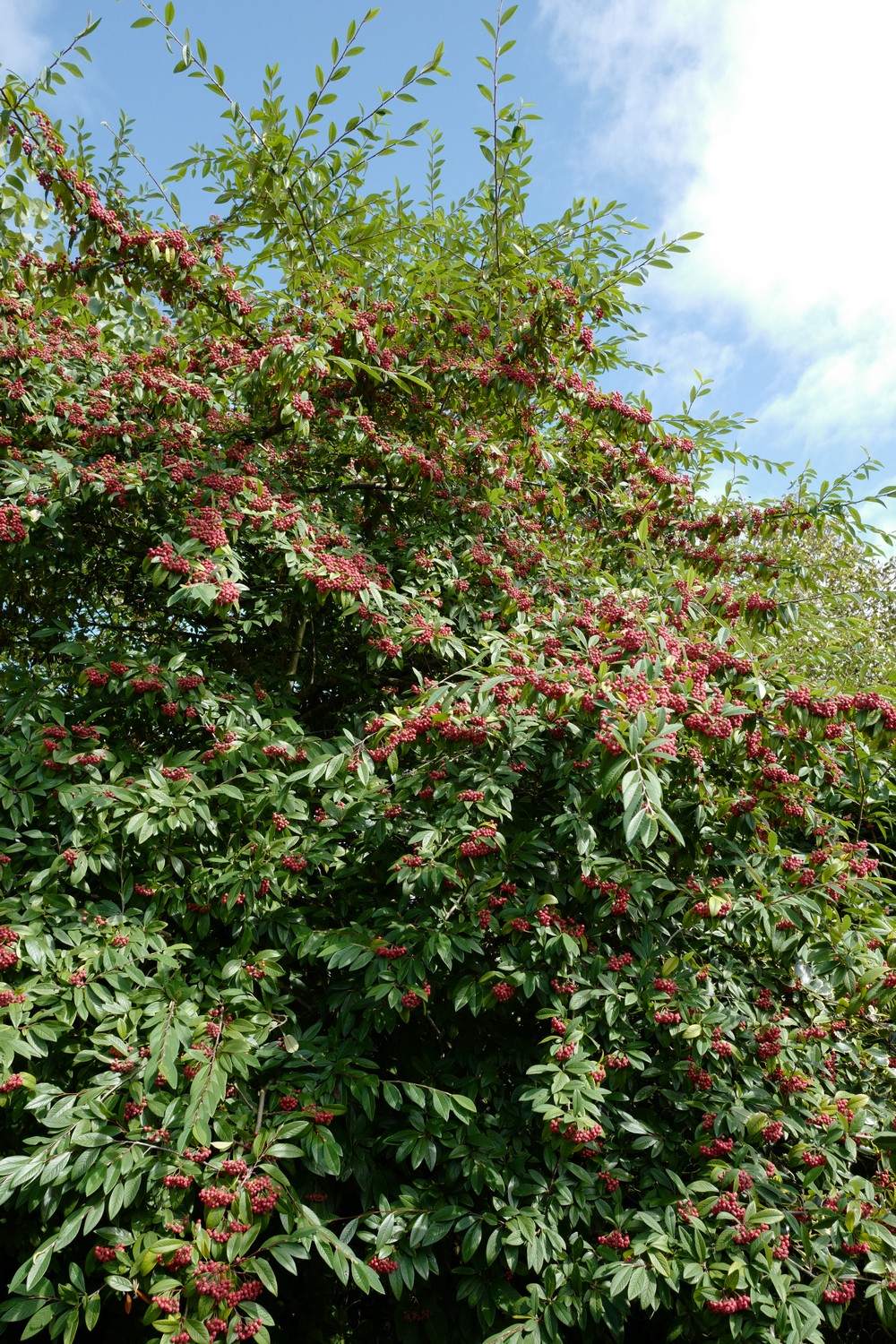 Cotoneaster salicifolius
