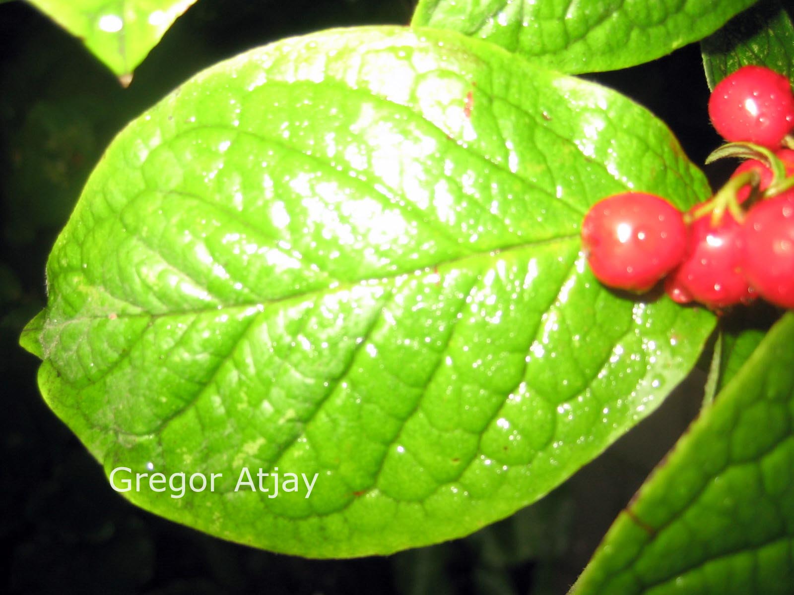 Cotoneaster simonsii