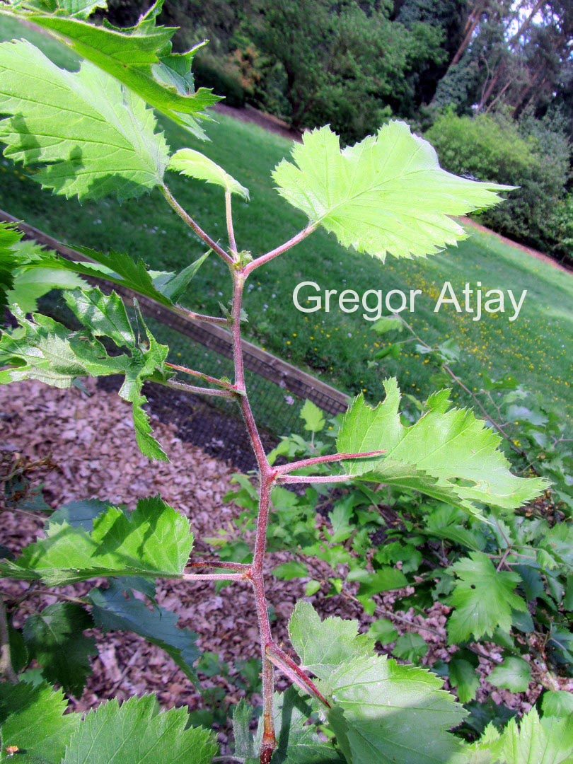 Crataegus coccinea