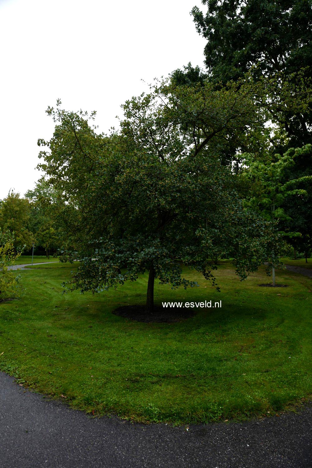 Crataegus crus-galli