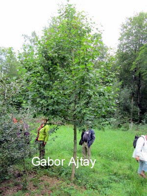 Crataegus laevigata
