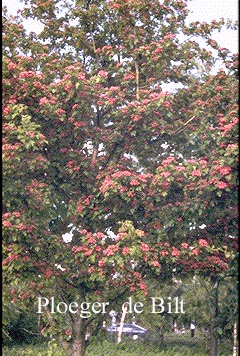 Crataegus media 'Paul's Scarlet'