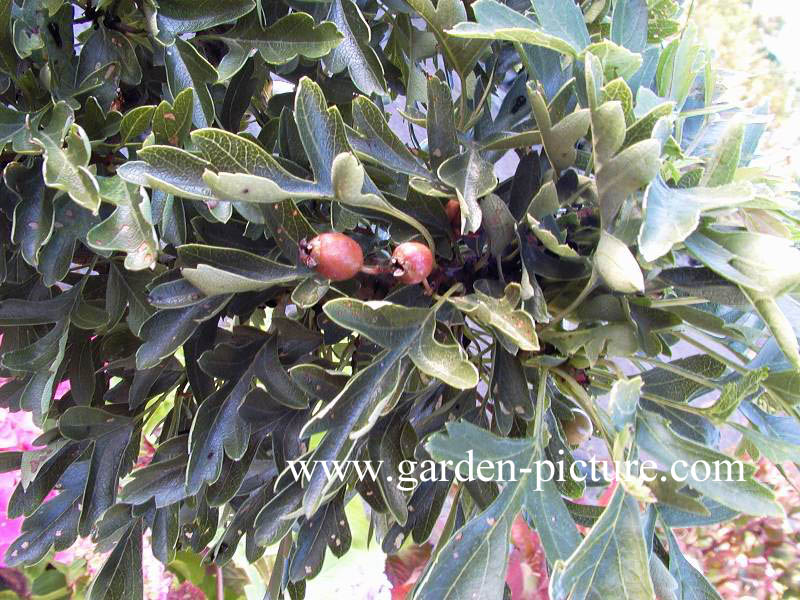 Crataegus monogyna 'Compacta'