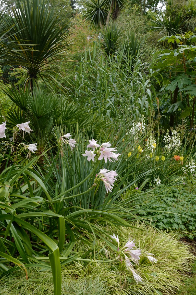 Crinum powellii