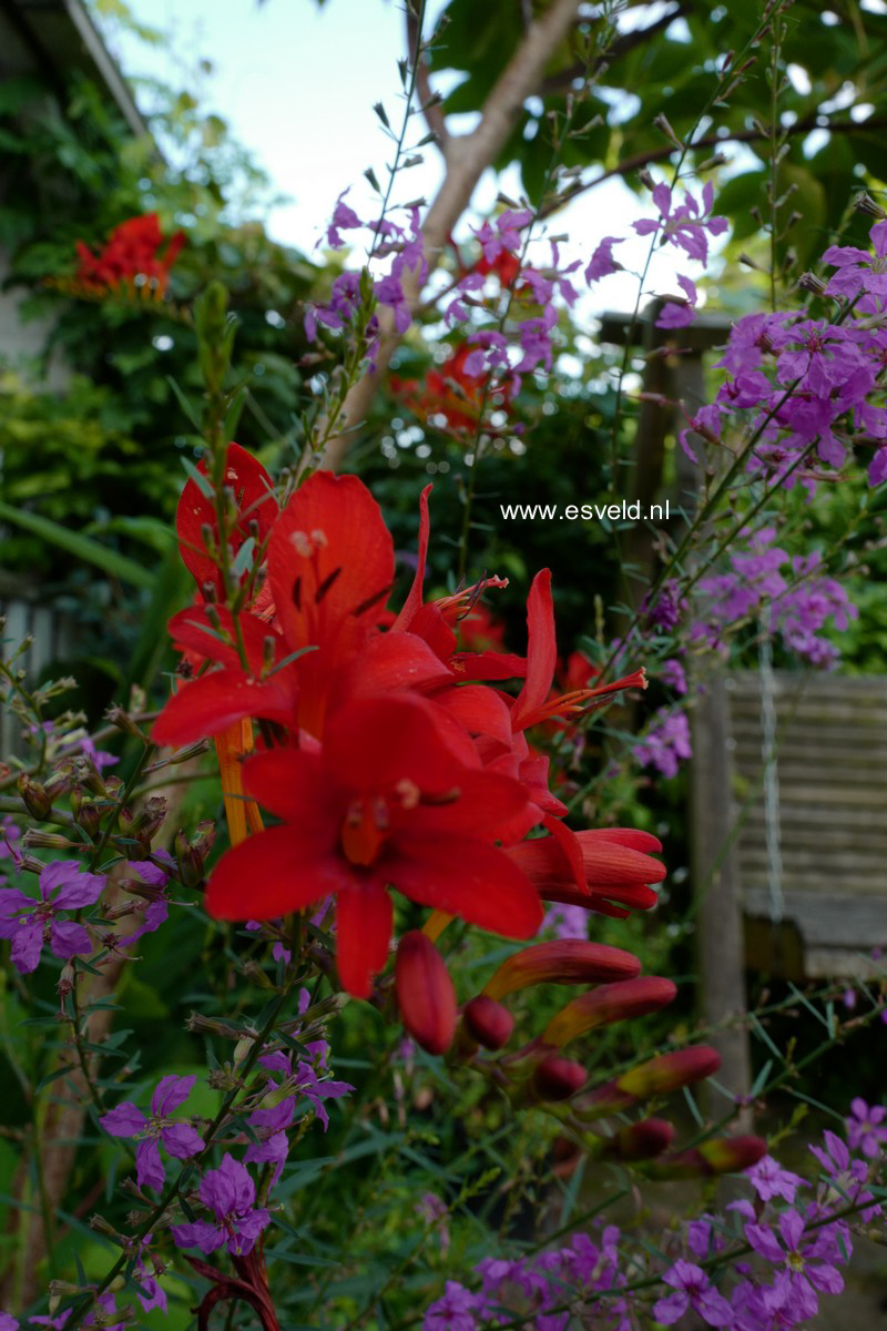 Crocosmia 'Carmine Brilliant'