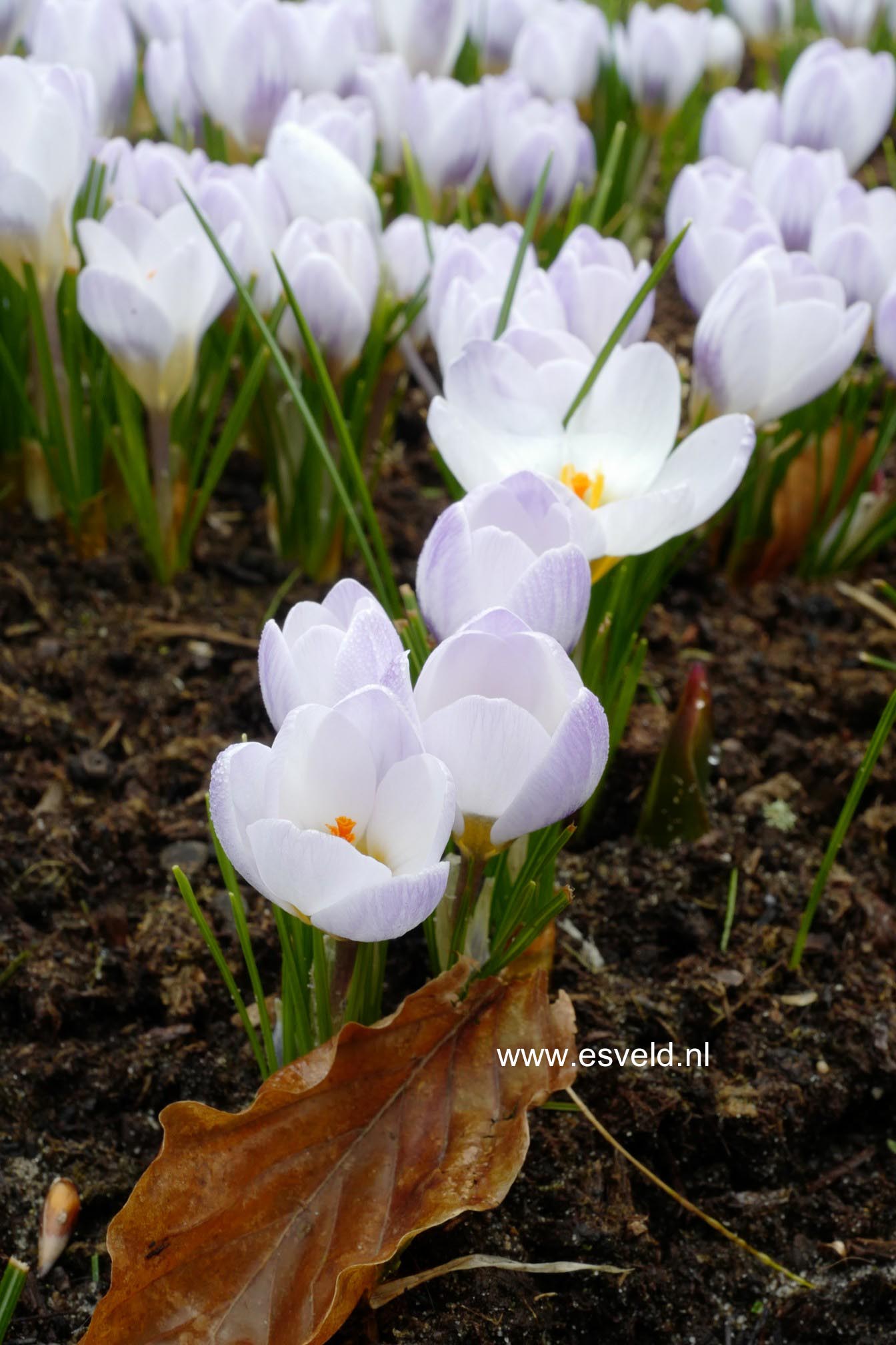 Crocus chrysanthus 'Blue Pearl'