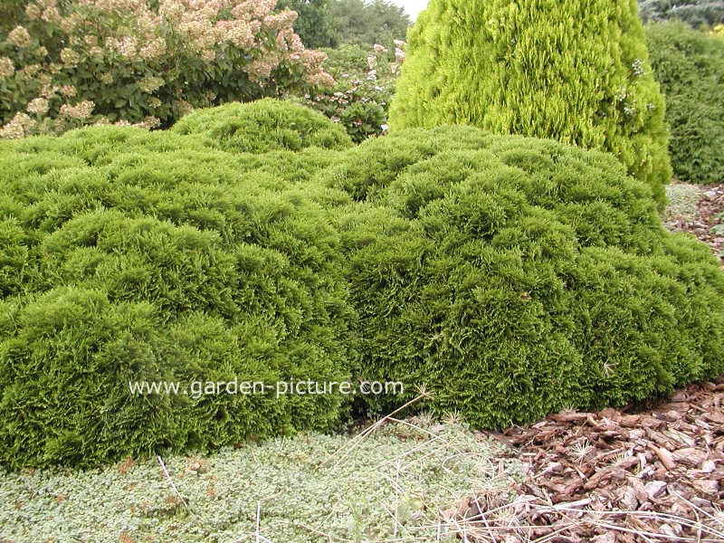 Cryptomeria japonica 'Compressa'