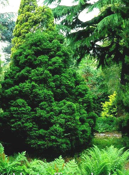 Cryptomeria japonica 'Jindai'