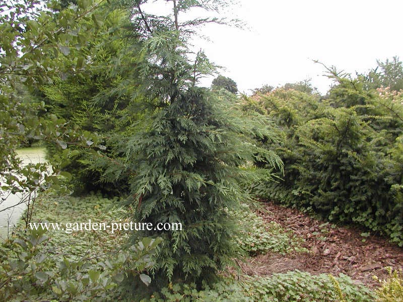 Cupressocyparis leylandii 'Naylor's Blue'