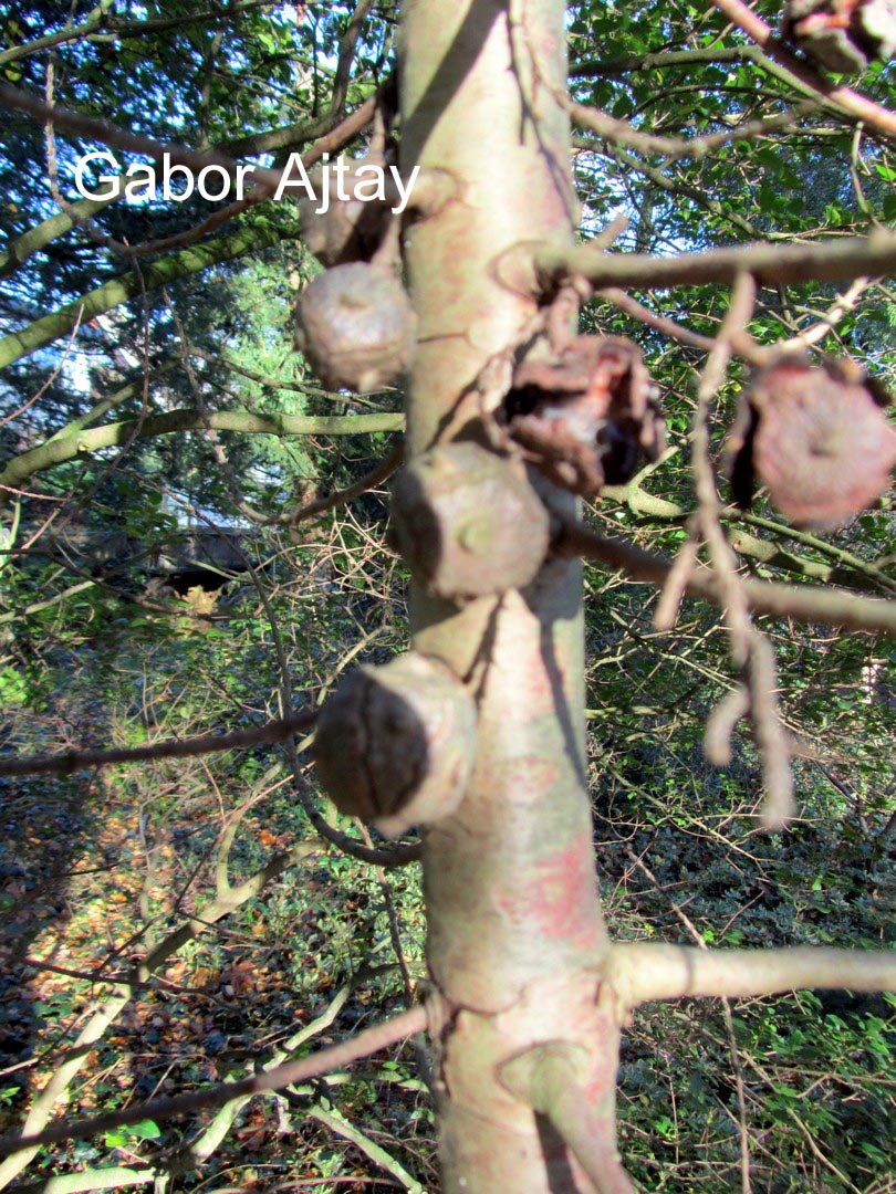 Cupressus arizonica 'Blue Ice'