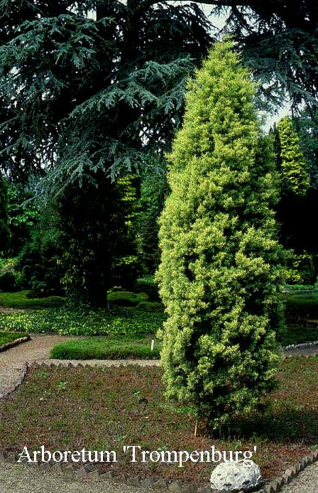 Cupressus arizonica 'Sulfurea'
