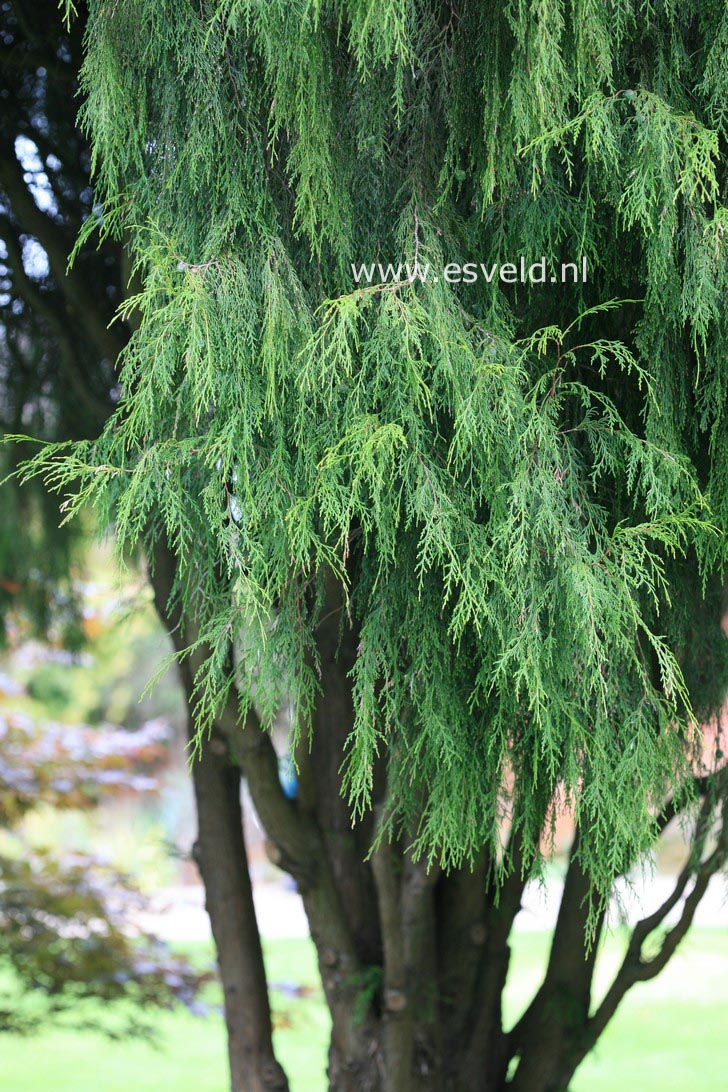 Cupressus funebris