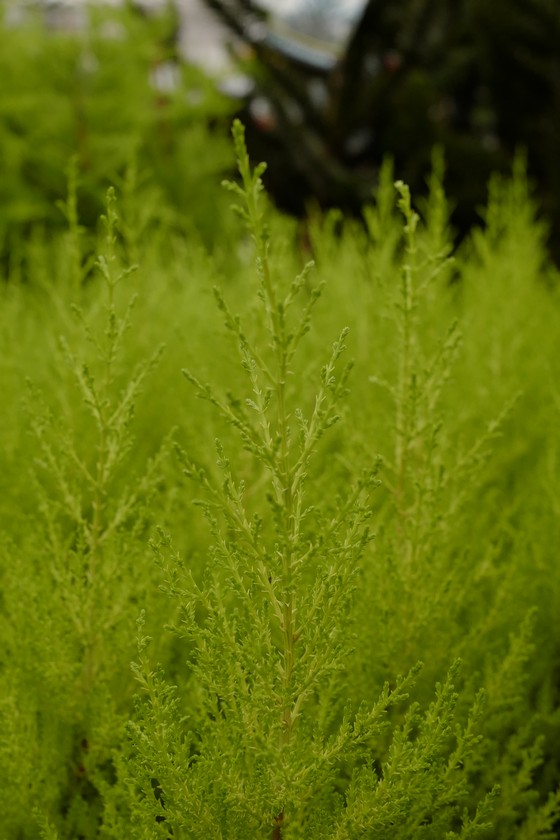 Cupressus macrocarpa 'Goldcrest'