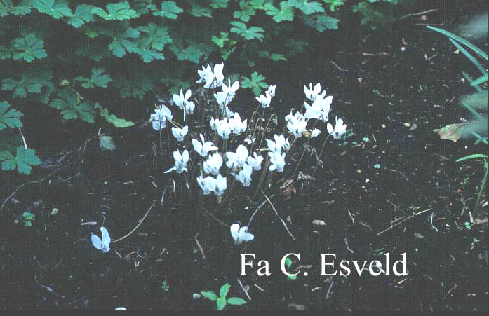 Cyclamen coum 'Album'