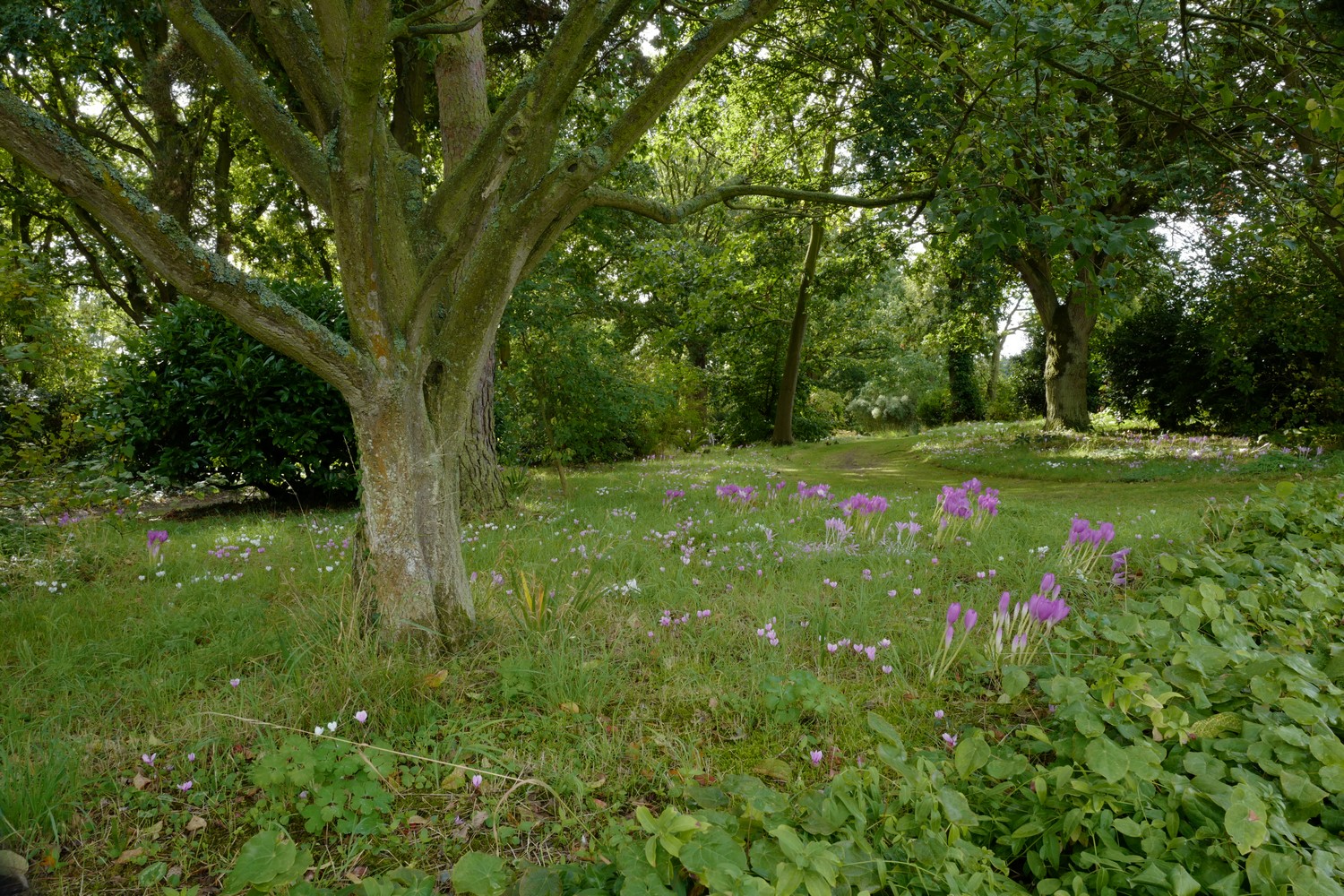 Cyclamen hederifolium