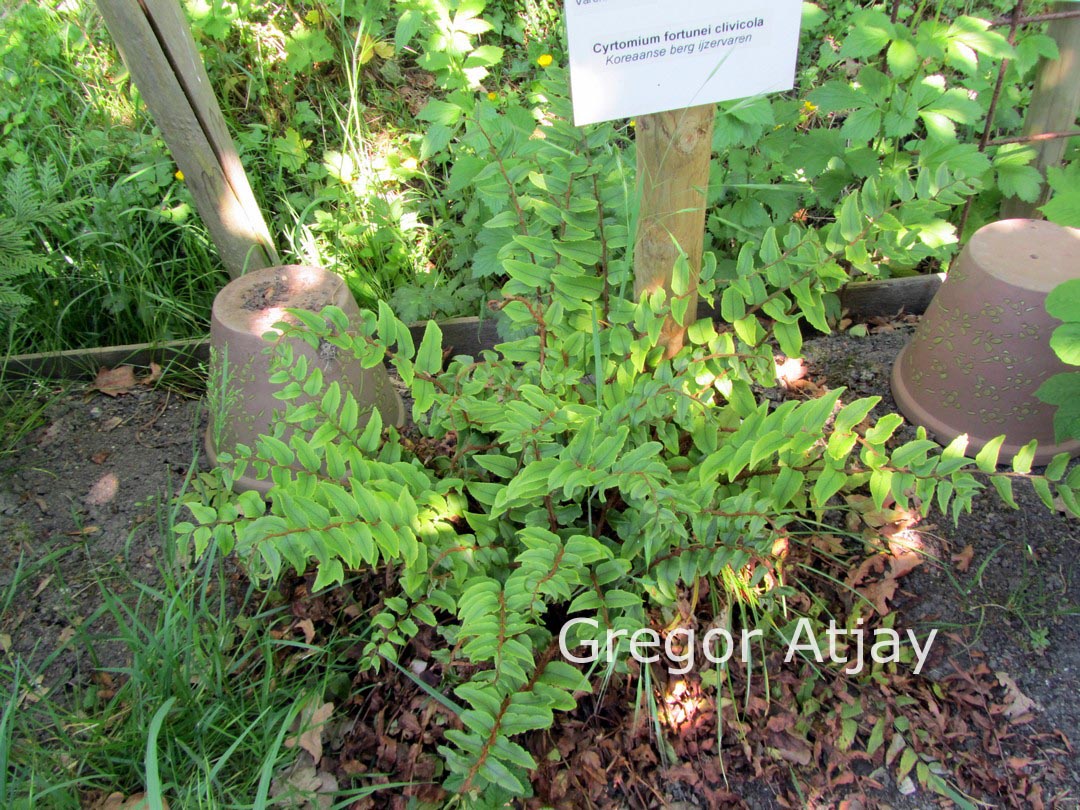 Cyrtomium fortunei var. clivicola