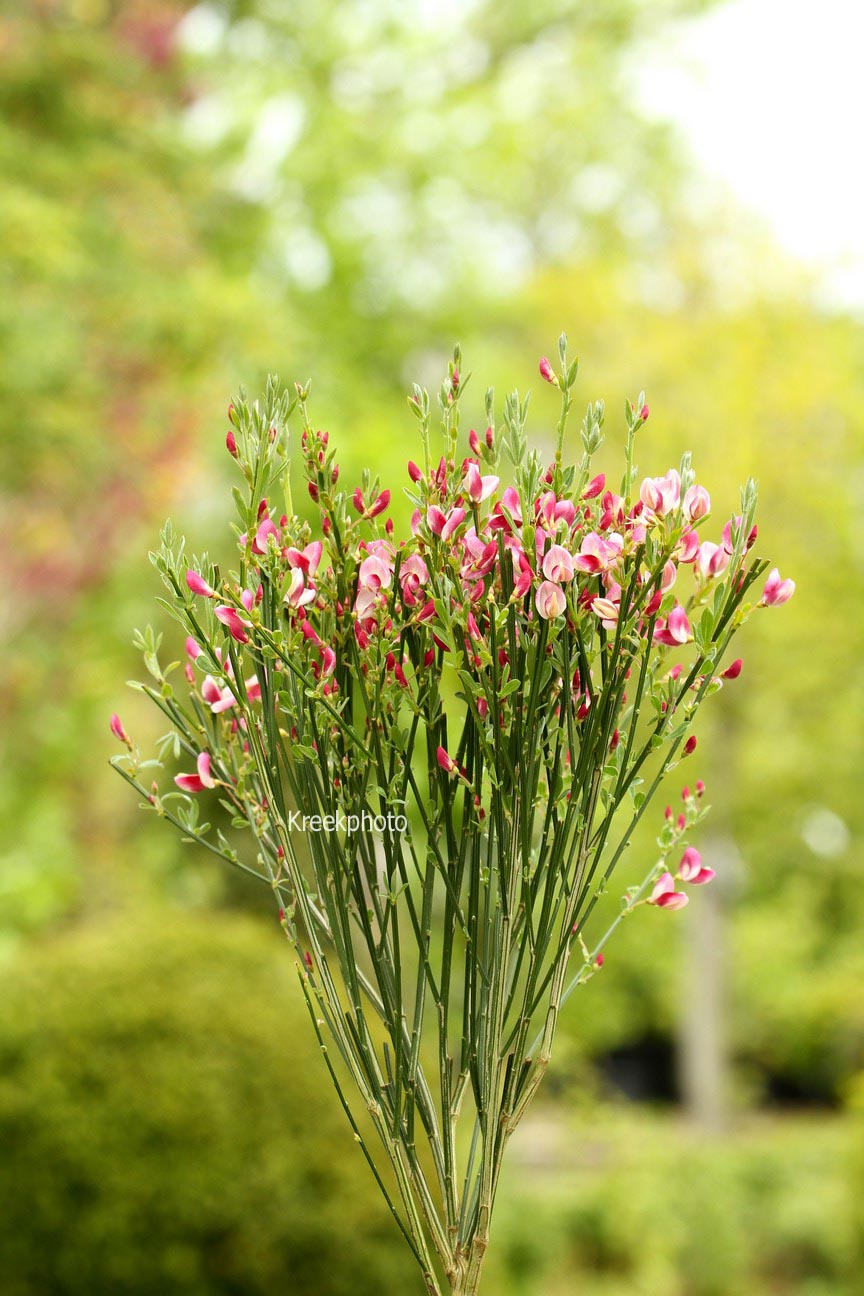 Cytisus 'Mrs. Norman Henry'