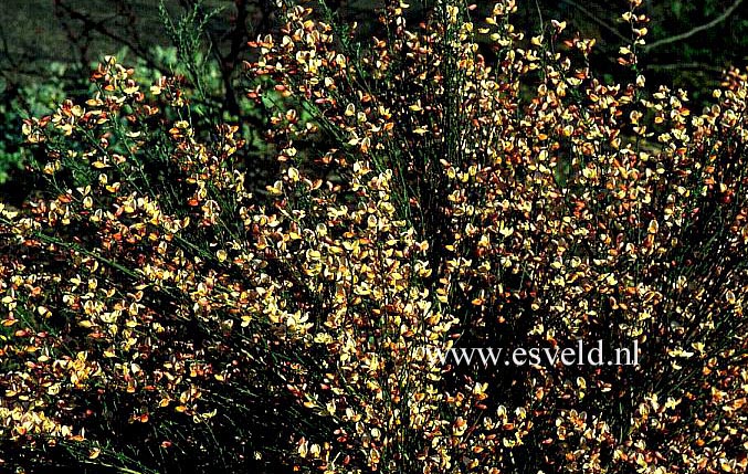 Cytisus 'Zeelandia'