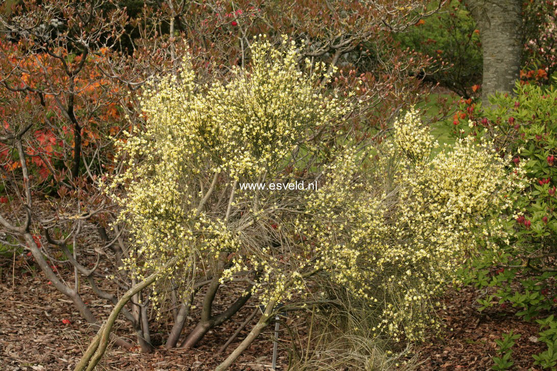 Cytisus kewensis