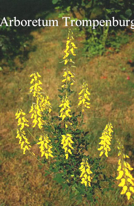 Cytisus nigricans