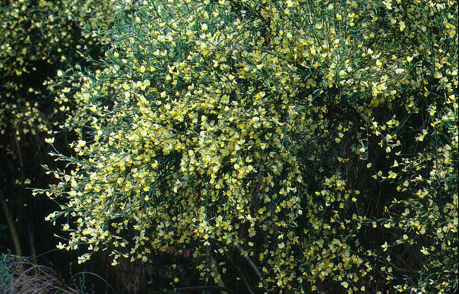 Cytisus praecox 'Albus'