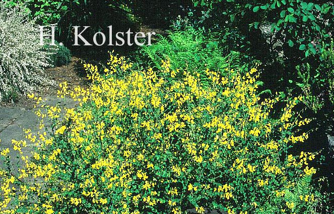 Cytisus sessilifolius