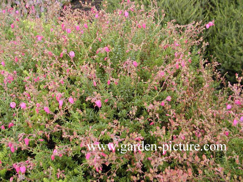 Daboecia cantabrica 'Cupido'