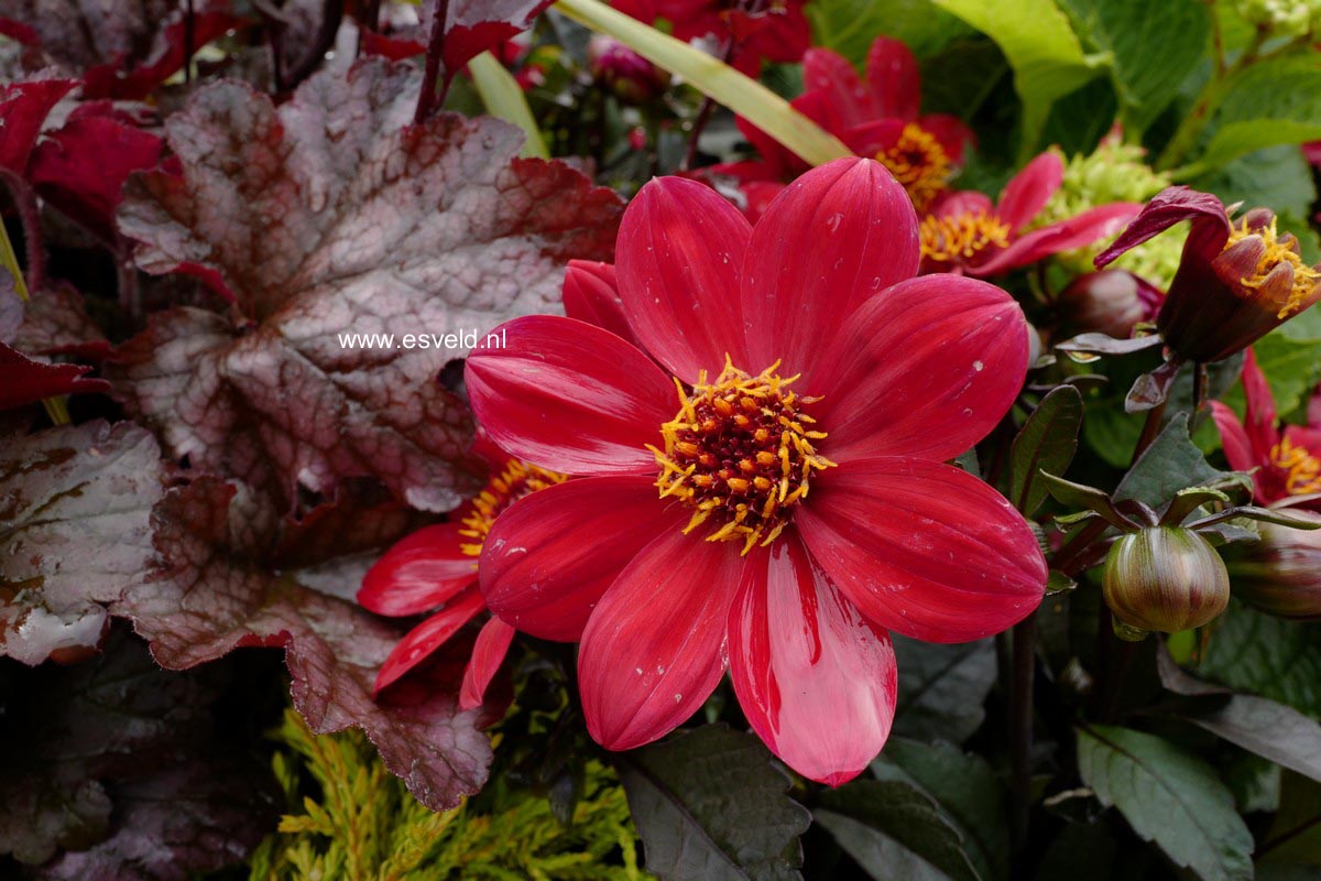 Dahlia in soorten