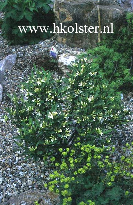 Daphne alpina