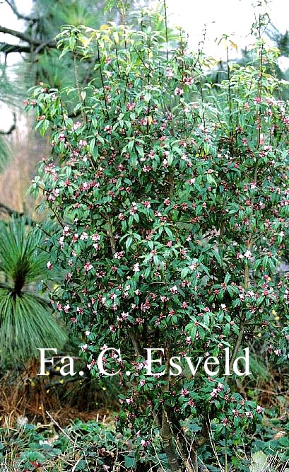 Daphne bholua 'Jacqueline Postell'