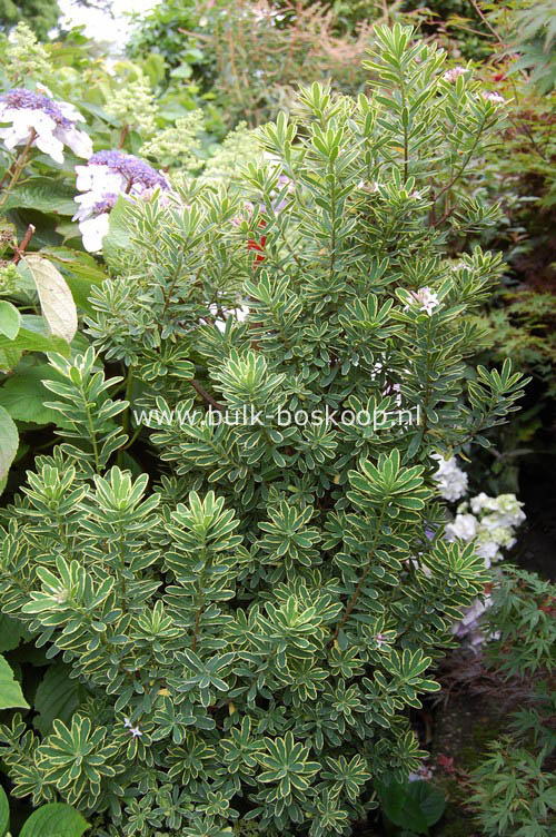 Daphne burkwoodii 'Jan Dekker'