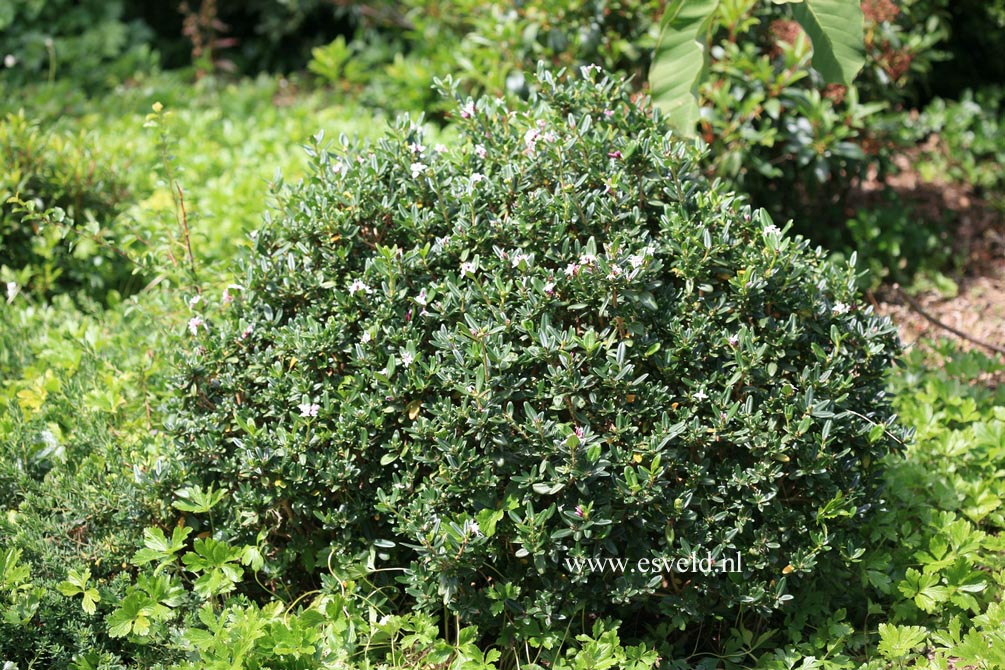 Daphne tangutica, Retusa group