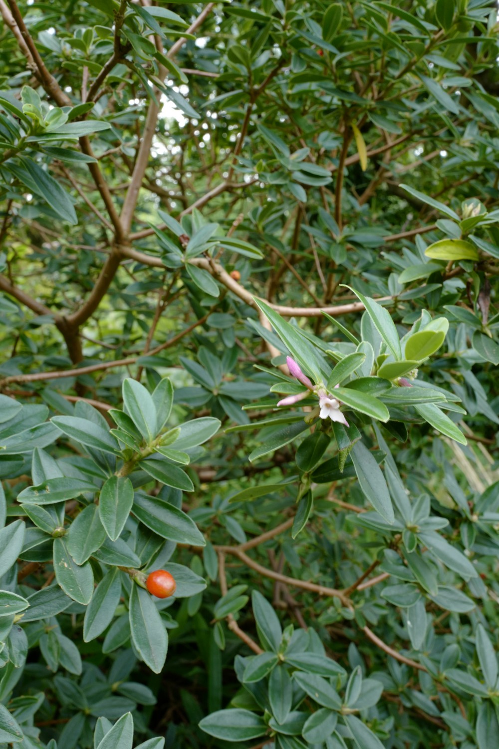 Daphne tangutica