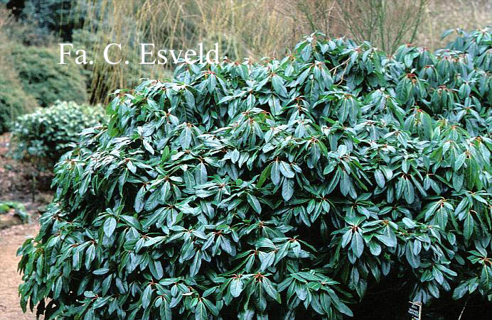 Daphniphyllum humile