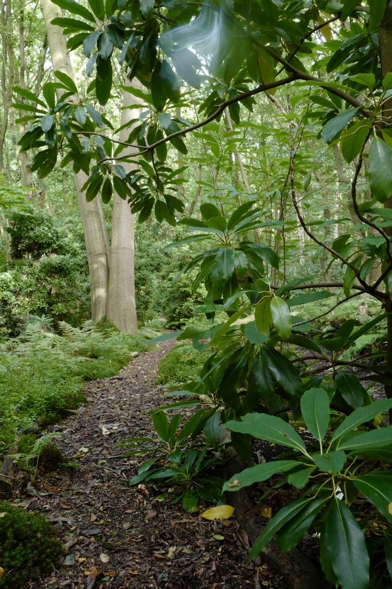 Daphniphyllum macropodum