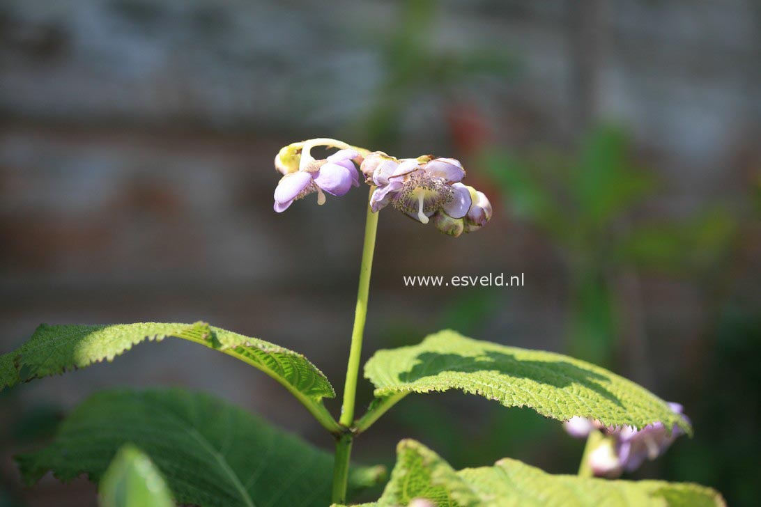 Deinanthe caerulea x bifida 'Blue Wonder'