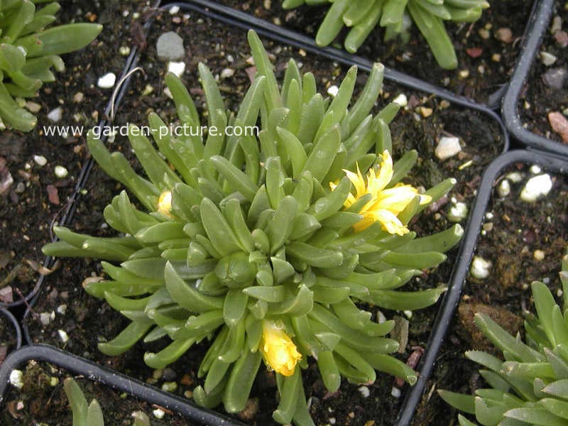 Delosperma congestum