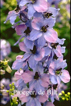 Delphinium 'Ouvertuere'