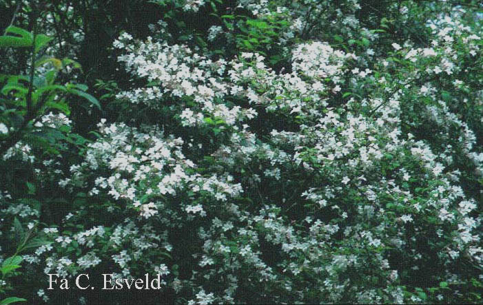 Deutzia elegantissima