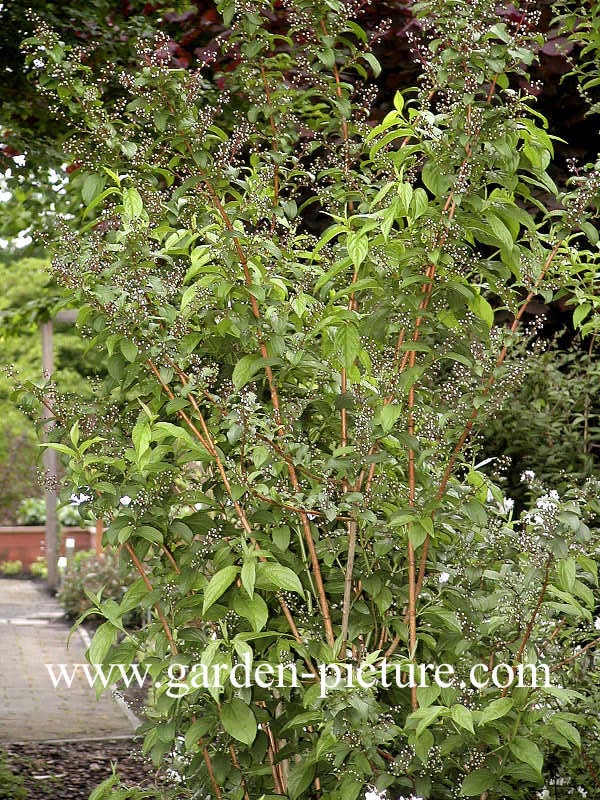 Deutzia glauca 'Dette'
