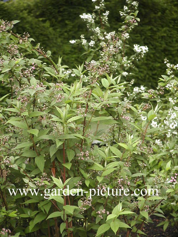 Deutzia hybrida 'Joconde'