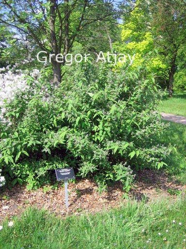 Deutzia magnifica
